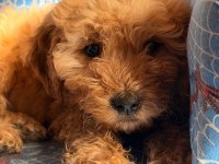 2 buçuk aylık dişi maltipoo bebek