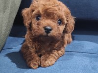 Oyuncak boy toy poodle bebekler