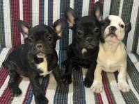 A Kalite French Bulldog Yavrular