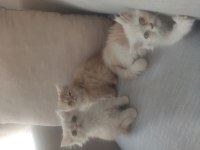 Yavru İran kedileri uygun fiyat