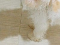 Babiye yuva arıyoruz maltipoo