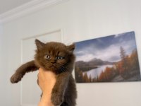 Solid Çikolata British Shorthair Bebekler