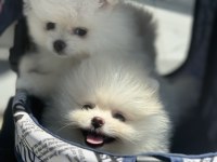 Ultra kalite pomeranian yavrularımız