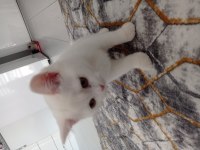 Tayinimden dolayı sahiplendirmek istiyorum kedimi