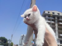 Pamuk British Shorthair Prenses Yeni Yuvasını Arıyor