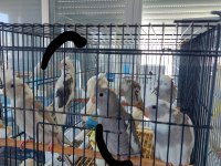 YENİ YEME DÜŞMÜŞ EĞİTİME AÇIK SULTAN PAPAĞANLAR