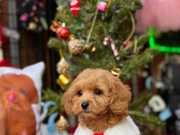 Maltipoo dişi köpeğimiz