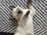 British Shorthair (Blue Point)