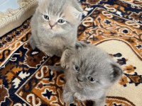 Scottish fold yavrular