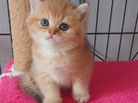 Safkan british shorthair secereli gold