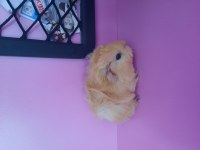 Peruvan ginepig yavrularımız