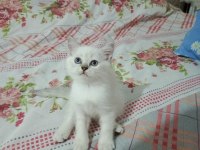 Bal suratlı british shorthair yavrumuz
