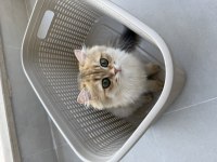 British longhair golden