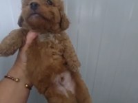 Toy poodle köpeğimiz