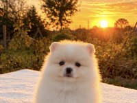 POMERANİAN BOO YAVRUMUZ