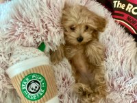 MICRO TEACUP MALTİPOO BEBEKLER