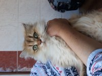 Bal gözlüm british longhair