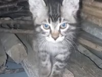 3 SARMAN YAVRU KEDİYE ACİL YUVA