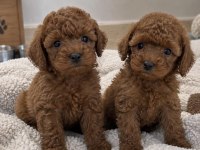 Minik Ve Sevimli Toy Poodle Yavrularımız