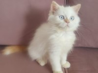Minik Şaşkın İran Kedisi