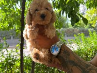 Poodle yavrular sizlerle
