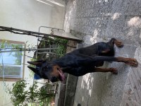 3 Yaşında Eğitimli Dişi Doberman