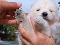 SAFKAN SİYAH-BEYAZ PATİ SAMOYED