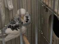 JUMBO MUHABBET KUŞU HAZIR TAKIM