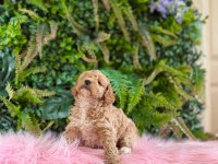 ORJİNAL MALTİPOO DİŞİ YAVRULARIMIZ