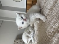 Mavi gözlü british shorthair yavru kediler