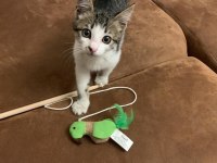 Young kitten looking for a forever home