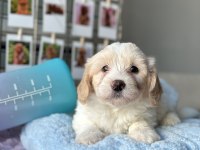MİNİ MALTİPOO YAVRULARIMIZ