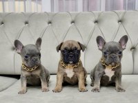 FRENCH BULLDOG DİŞİ YAVRU
