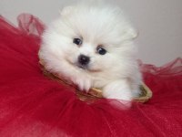 Beyaz ve orange pomeranian boo bebişlerimiz