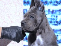 Fcı-Kıf Secereli Safkan Cane Corso Yavru Köpekler