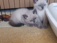 Safkan blue point british shorthair
