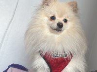 Acil yuva pomeranian