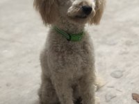 1 yaşına girmek üzere erkek poodle