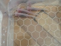 AXOLOTL SEMENDER İSTANBUL İÇİ ELDEN TESLİM
