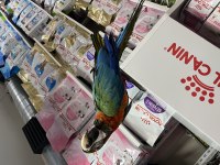 8 aylık hibrit Macaw papağanımız