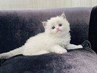 RAGDOLL YAVRULARI