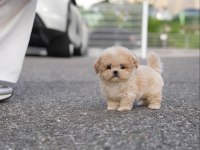 Karamel Maltipoo