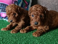 Toy poodle yavrularımız