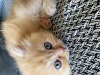 British longhair ve shorthair
