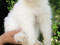 SIFIR BURUN MAVİ GÖZLÜ İRAN KEDİSİ