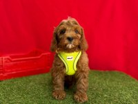 Dizayn Irk Mini Sevimli Maltipoo Yavrular