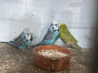 Sezona hazır damızlık show jumbo kuşlar