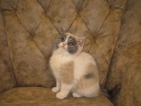 Tree Color British Shorthair Yavruları