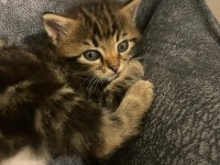 4 TANE YAVRU KEDİYE ACİL YUVA ARIYORUZ