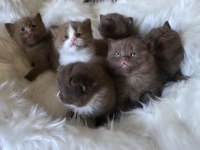 Bayram şekerleri kedilerim yeni ailelerini bekliyor